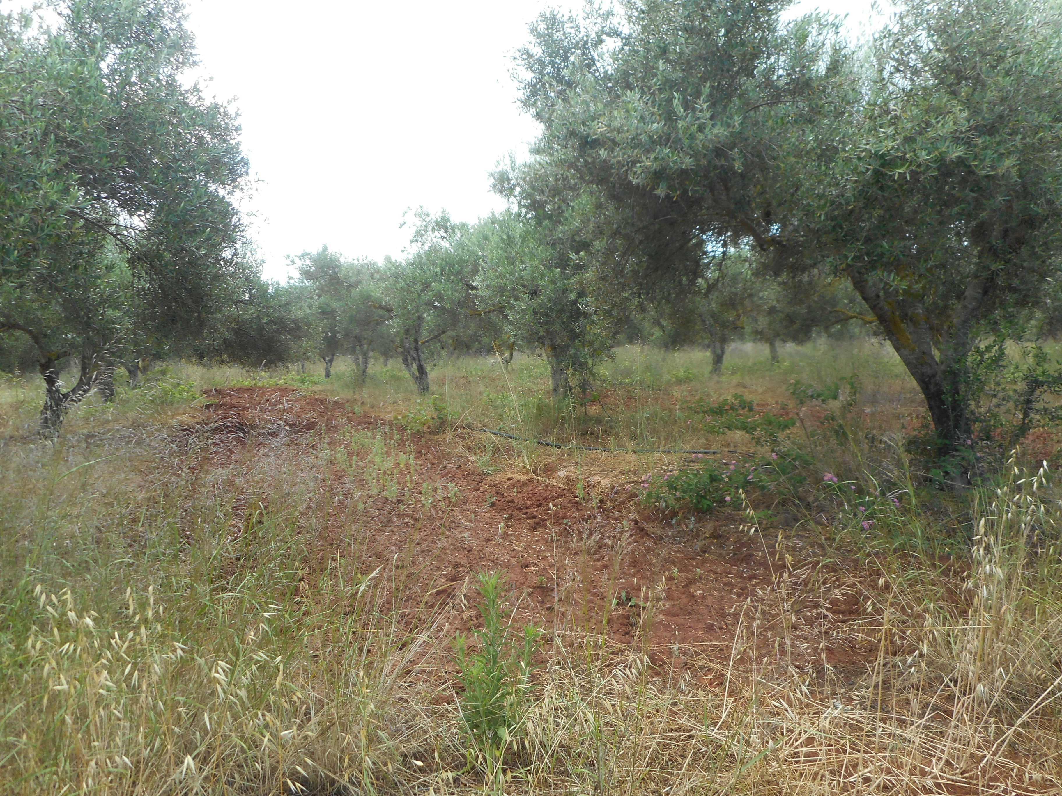 Farm-plot near the airport area Agia Triada 6,500 sq.m. builds 200 sq.m.