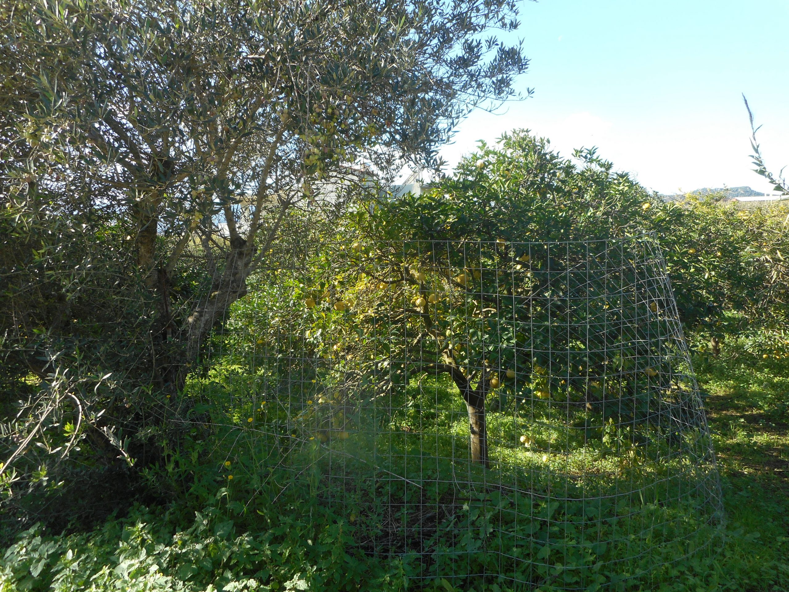 Plot of 1,800 sq.m. in the area of ​​Agia-Chania with citrus fruits.
