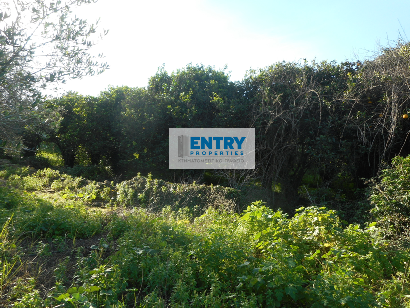 Land for sale with oranges in Kontomari – Municipality of Platanias with an area of ​​2,500 sq.m.